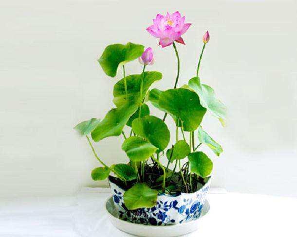 荷花自古富有诗意,现在都追求养成盆景,养护需要注意这几点