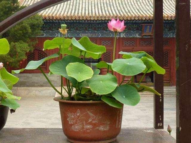 荷花自古富有诗意,现在都追求养成盆景,养护需要注意这几点