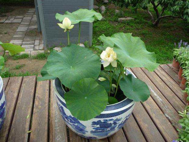 荷花自古富有诗意,现在都追求养成盆景,养护需要注意这几点