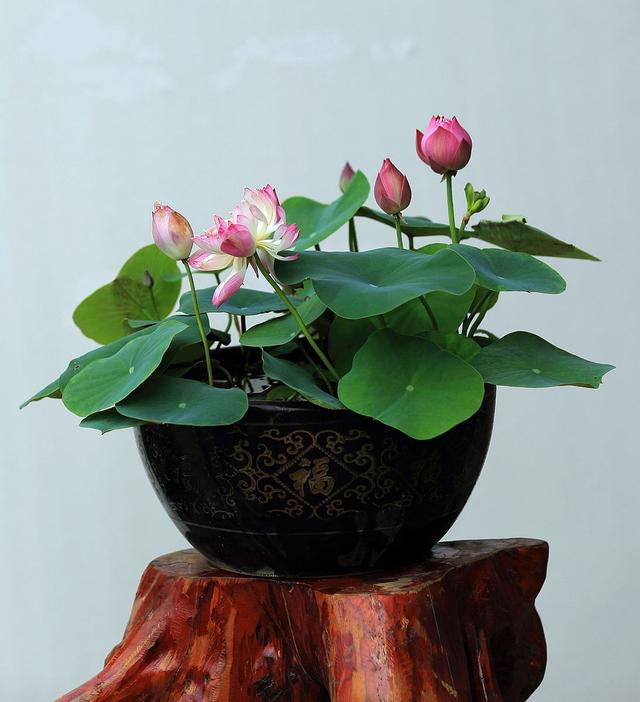 荷花自古富有诗意,现在都追求养成盆景,养护需要注意这几点