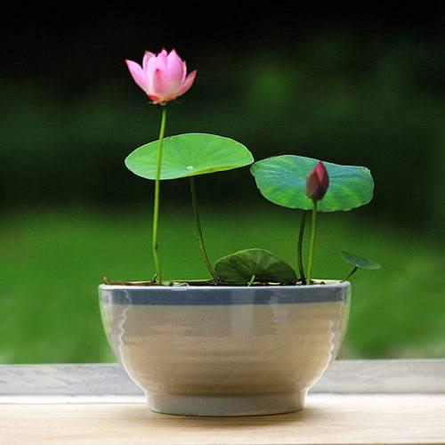 荷花自古富有诗意,现在都追求养成盆景,养护需要注意这几点