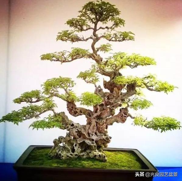 黄荆（荆条）盆景的养护与种植