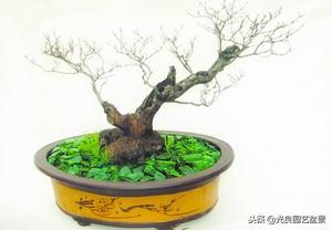 黄荆（荆条）盆景的养护与种植