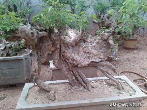 黄荆（荆条）盆景的养护与种植