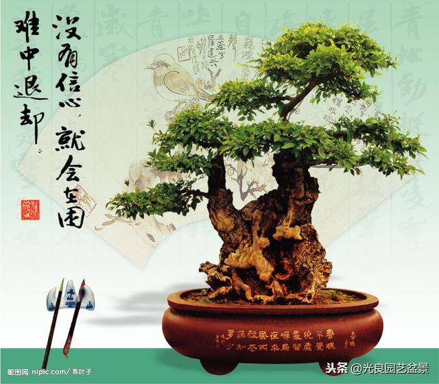 黄荆（荆条）盆景的养护与种植