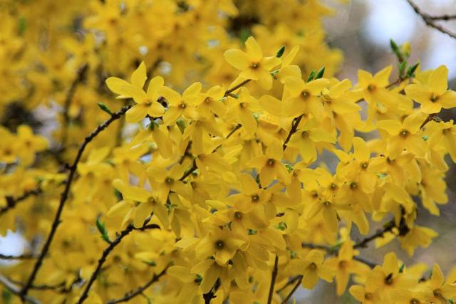 迎春花制成盆景观赏性强,现在摘心养护,来年等着赏花!
