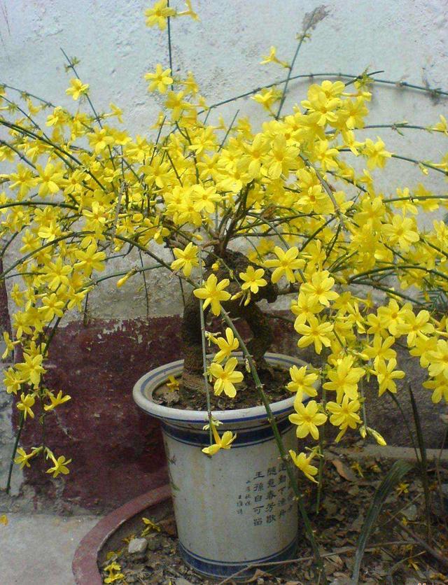 迎春花制成盆景观赏性强,现在摘心养护,来年等着赏花!