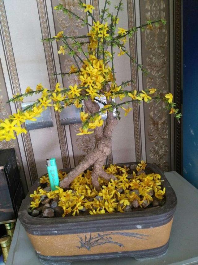 迎春花制成盆景观赏性强,现在摘心养护,来年等着赏花!