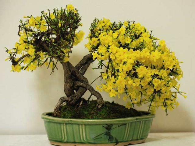 迎春花制成盆景观赏性强,现在摘心养护,来年等着赏花!