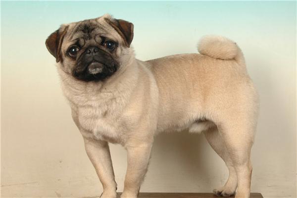 养护八哥犬必须知道的事情