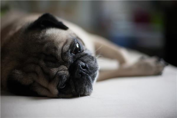 养护八哥犬必须知道的事情