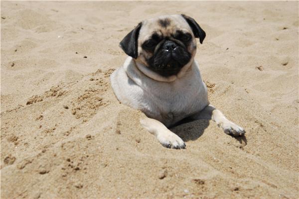 养护八哥犬必须知道的事情