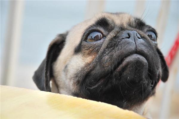 养护八哥犬必须知道的事情