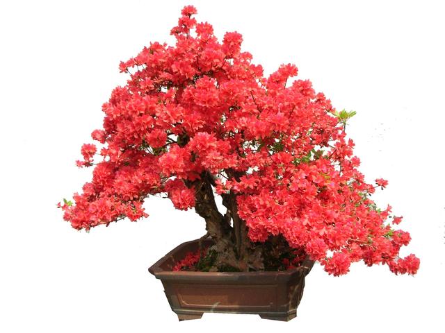 杜鹃花花期长，色彩也是多样，杜鹃花要怎样养护才好呢