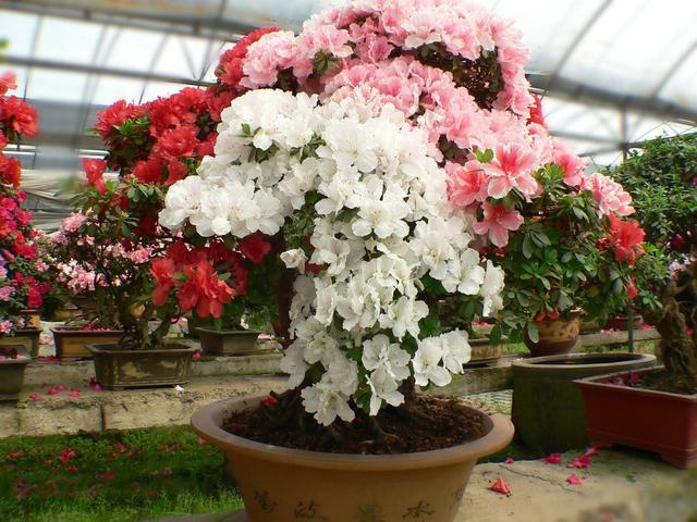 杜鹃花花期长，色彩也是多样，杜鹃花要怎样养护才好呢