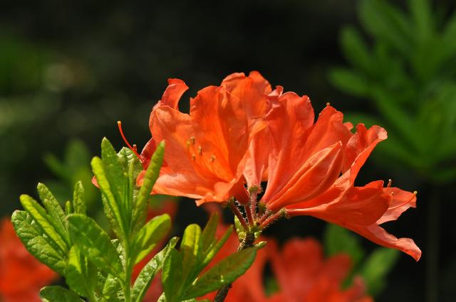 杜鹃花花期长，色彩也是多样，杜鹃花要怎样养护才好呢