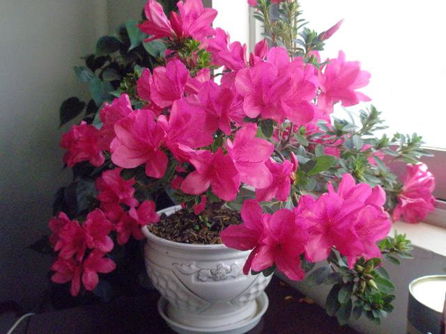 杜鹃花花期长，色彩也是多样，杜鹃花要怎样养护才好呢