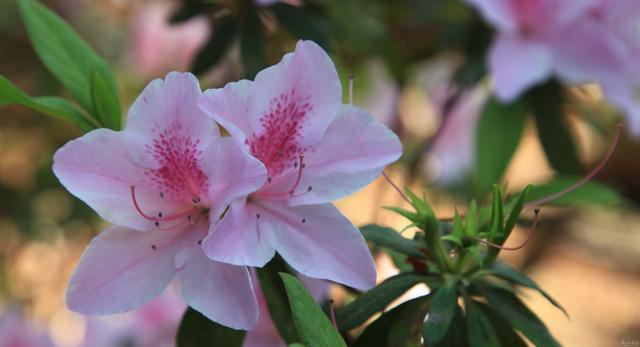 杜鹃花花期长，色彩也是多样，杜鹃花要怎样养护才好呢
