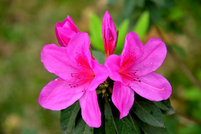 杜鹃花花期长，色彩也是多样，杜鹃花要怎样养护才好呢