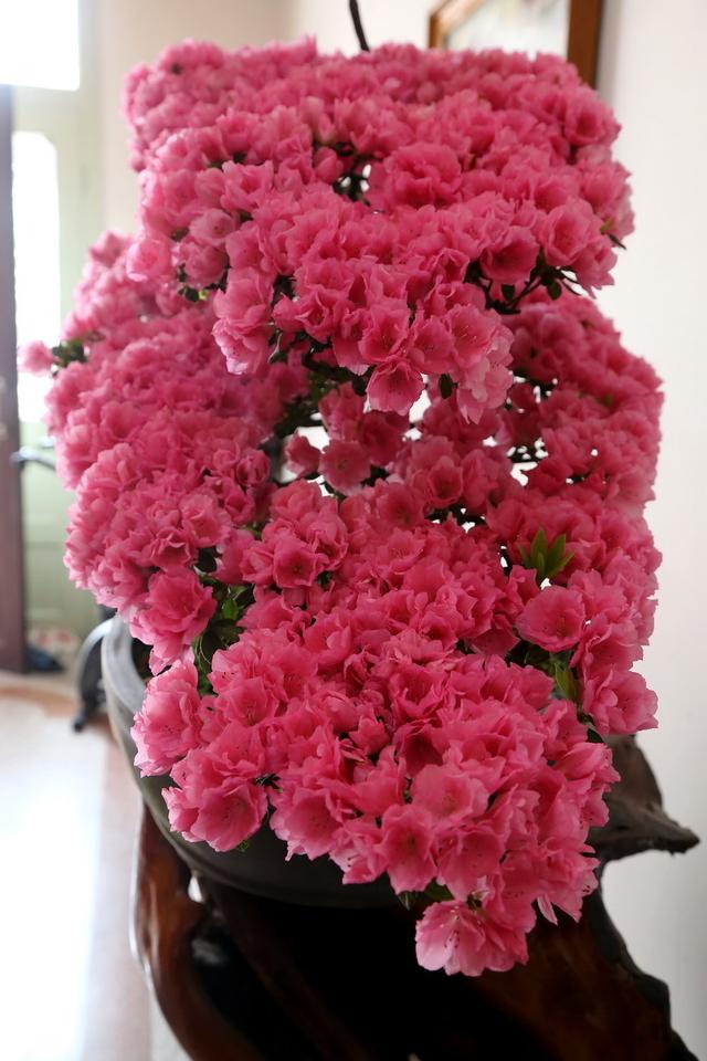 杜鹃花花期长，色彩也是多样，杜鹃花要怎样养护才好呢