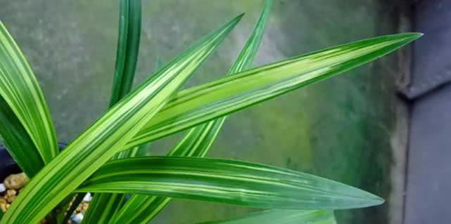 兰花冬季养护大全，仅仅防寒就够了吗这些方面一样重要