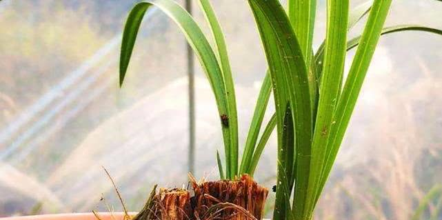 兰花冬季养护大全，仅仅防寒就够了吗这些方面一样重要