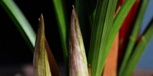 兰花冬季养护大全，仅仅防寒就够了吗这些方面一样重要