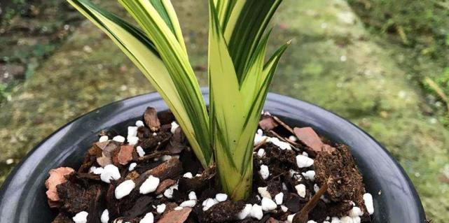 兰花冬季养护大全，仅仅防寒就够了吗这些方面一样重要