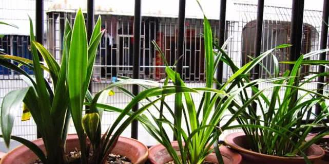 兰花冬季养护大全，仅仅防寒就够了吗这些方面一样重要