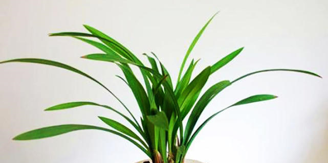 兰花冬季养护大全，仅仅防寒就够了吗这些方面一样重要