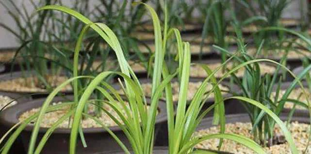 兰花冬季养护大全，仅仅防寒就够了吗这些方面一样重要