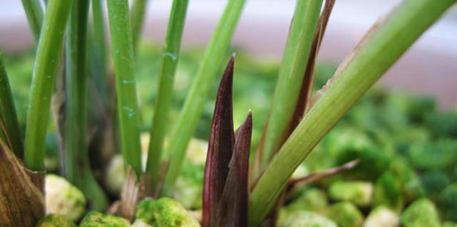 兰花冬季养护大全，仅仅防寒就够了吗这些方面一样重要