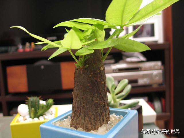 冬季的发财树，这样养护，才会枝繁叶茂，你是怎样做的呢？