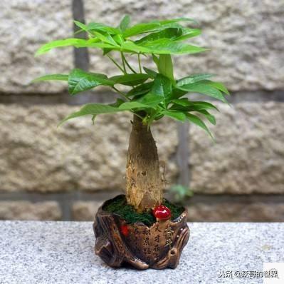 冬季的发财树，这样养护，才会枝繁叶茂，你是怎样做的呢？