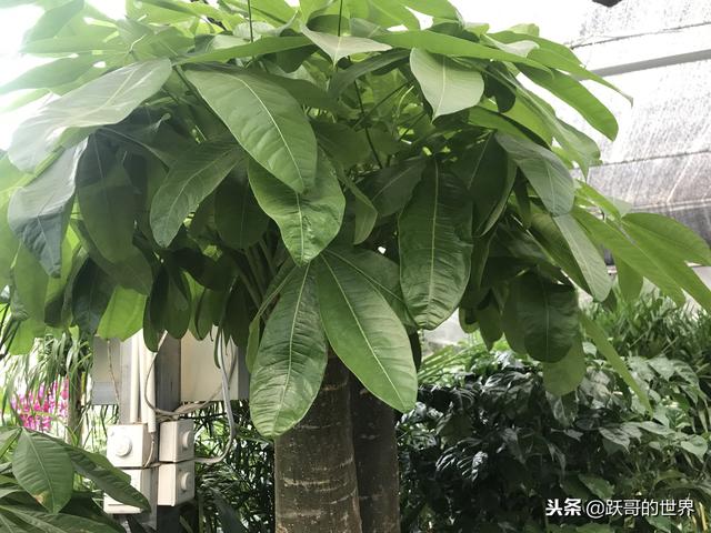 冬季的发财树，这样养护，才会枝繁叶茂，你是怎样做的呢？