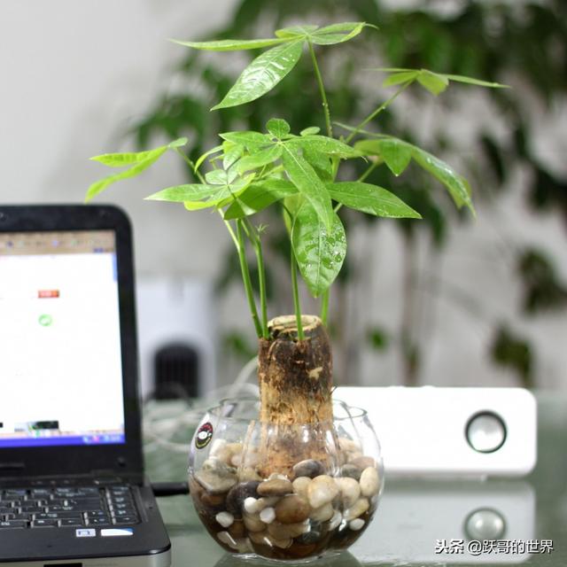 冬季的发财树，这样养护，才会枝繁叶茂，你是怎样做的呢？