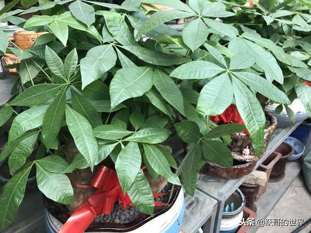 冬季的发财树，这样养护，才会枝繁叶茂，你是怎样做的呢？