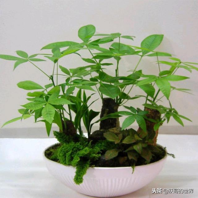 冬季的发财树，这样养护，才会枝繁叶茂，你是怎样做的呢？