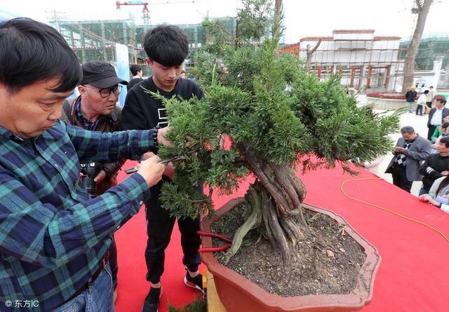 野生桩怎么玩、矮霸怎么养，下山桩挖回来如何养护？盆景桩材分析