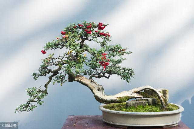 野生桩怎么玩、矮霸怎么养，下山桩挖回来如何养护？盆景桩材分析