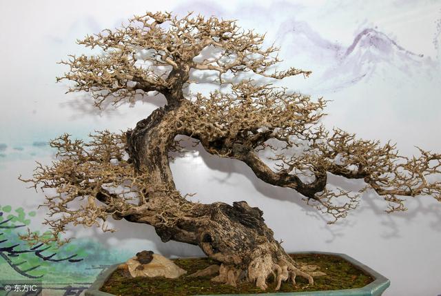 野生桩怎么玩、矮霸怎么养，下山桩挖回来如何养护？盆景桩材分析