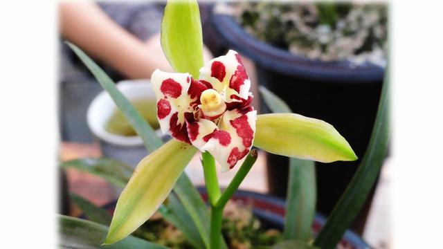 养护兰花，这几个错误是初养兰花者很容犯的错误，一起来看看吧