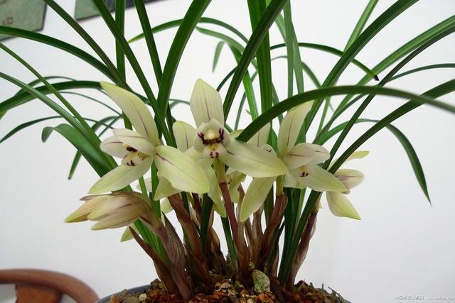 养护兰花，这几个错误是初养兰花者很容犯的错误，一起来看看吧