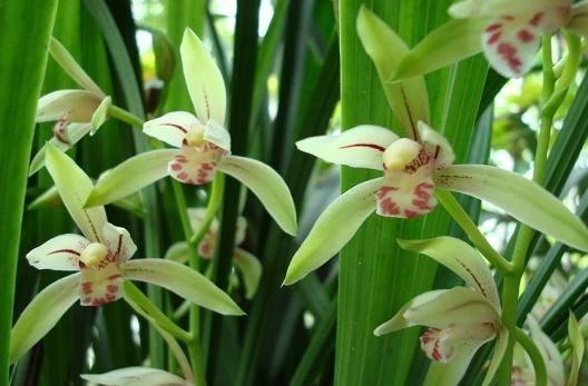 养护兰花，这几个错误是初养兰花者很容犯的错误，一起来看看吧