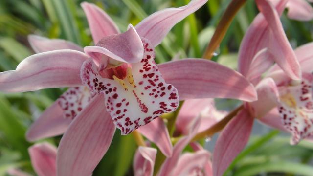 养护兰花，这几个错误是初养兰花者很容犯的错误，一起来看看吧