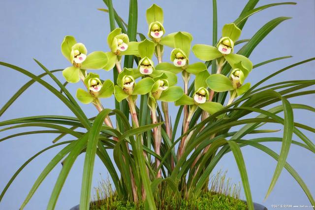 养护兰花，这几个错误是初养兰花者很容犯的错误，一起来看看吧