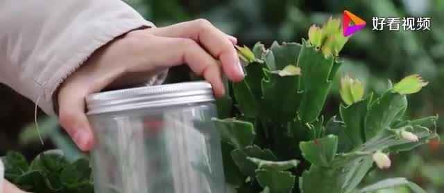 蟹爪兰和长寿花花谢后这样养护,可让它们“二次开花”