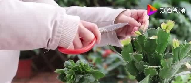 蟹爪兰和长寿花花谢后这样养护,可让它们“二次开花”