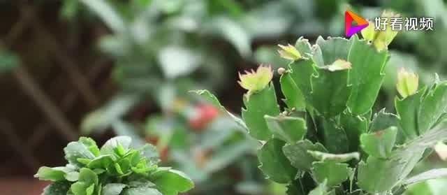 蟹爪兰和长寿花花谢后这样养护,可让它们“二次开花”