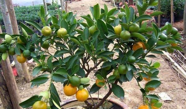 盆栽金桔好看还能吃，成株3年换一次盆土，养护好了金桔满枝！